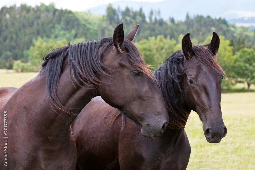 Obraz premium Portrait of nice black kladrubian horses
