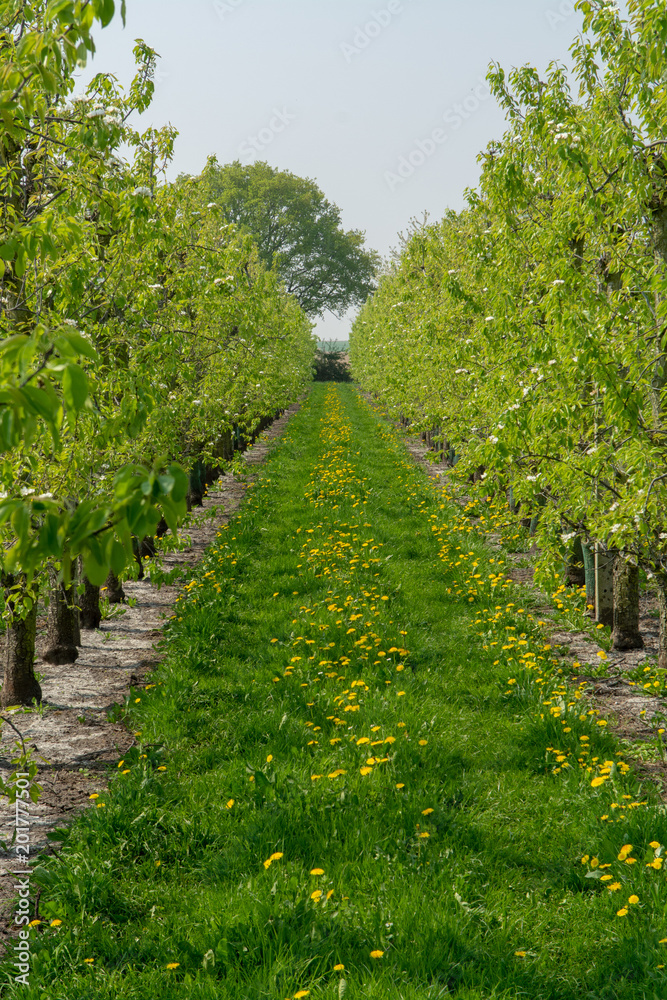 Pear tree blossom, spring season in fruit orchards in Haspengouw agricultural region in Belgium, landscape