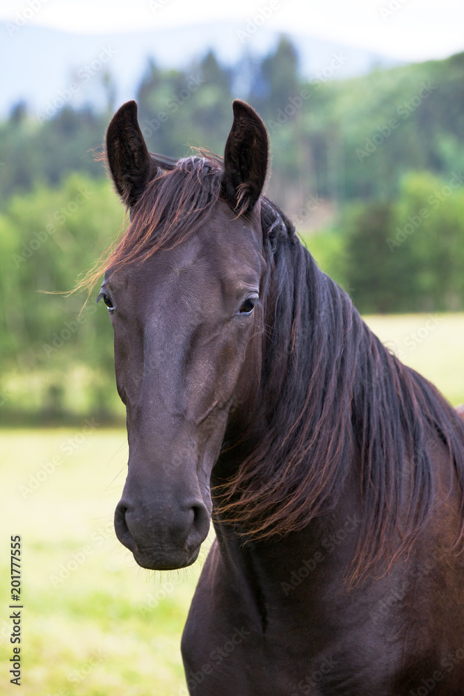 Naklejka premium Portrait of nice black kladrubian horse