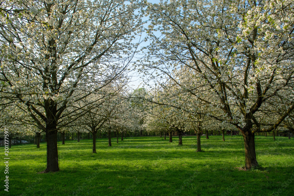 Cherry tree blossom, spring season in fruit orchards in Haspengo Cherry tree blossom, spring season in fruit orchards in Haspengo