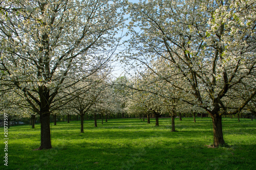 Cherry tree blossom  spring season in fruit orchards in Haspengo