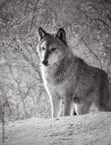 Black and white portrait of a gray wolf