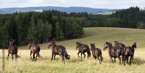 Foto Running herd of black kladrubian horses