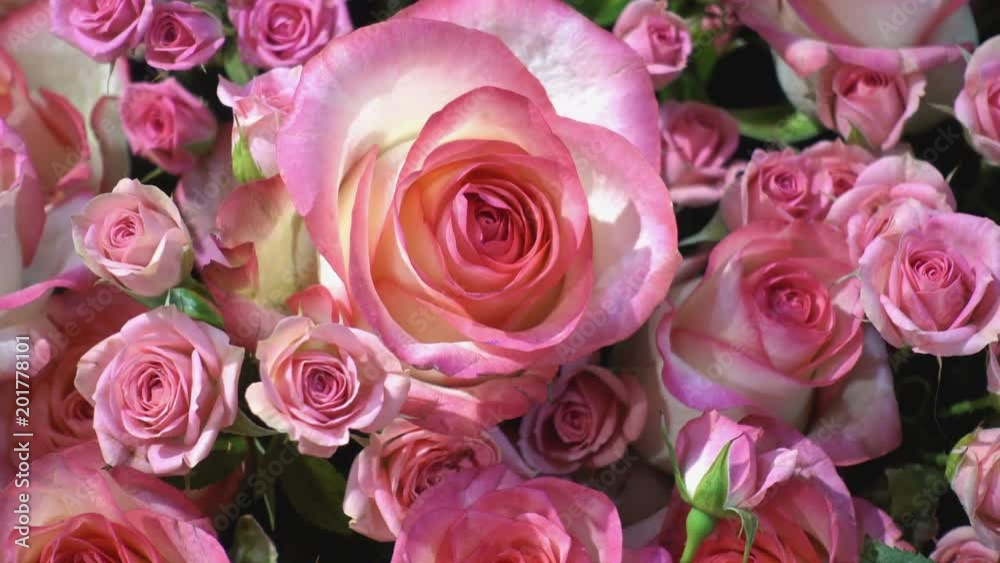4K view of blooming bush of roses. Close-up of beautiful pink flowers. 4K view of blooming bush of roses. Close-up of beautiful pink flowers.