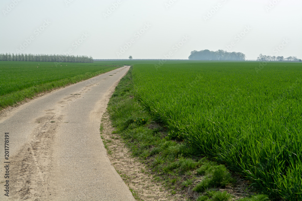 Spring fields panorama landscape with fresh green grass Spring fields panorama landscape with fresh green grass