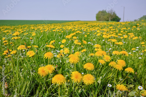 Spring fields panorama landscape with fresh green grass and buttercup yellow flowers