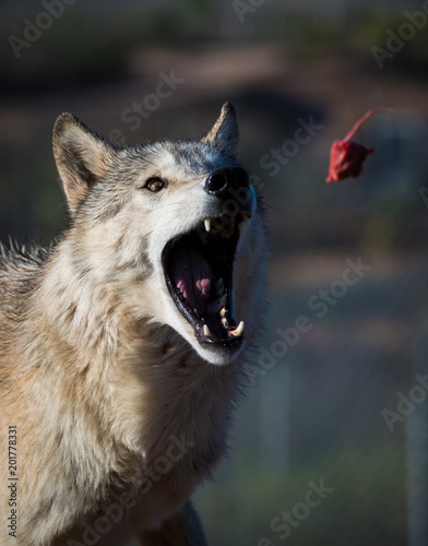 Gray wolf catching a piece of meat
