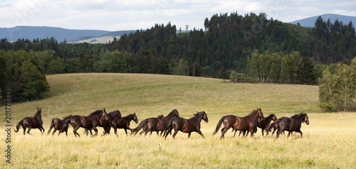 Schilderij op canvas Running herd of black kladrubian horses