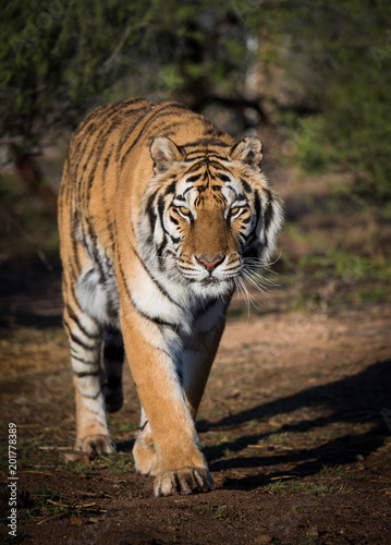 Tiger walking down a path