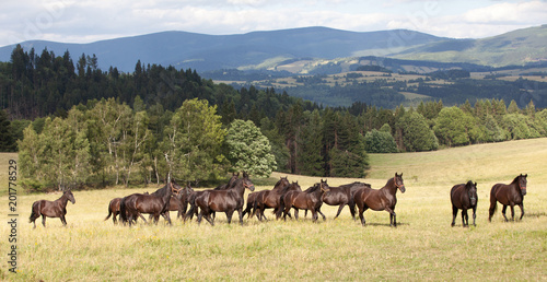 Running herd of black kladrubian horses © lenkadan
