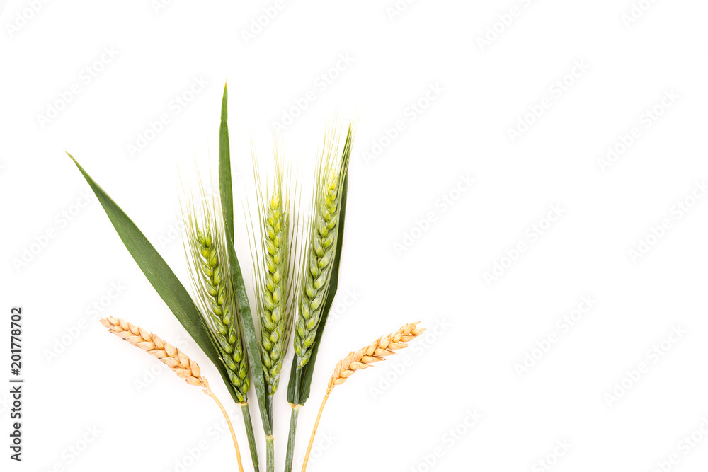 Ears of wheat isolated on white background. Ears of wheat isolated on white background.