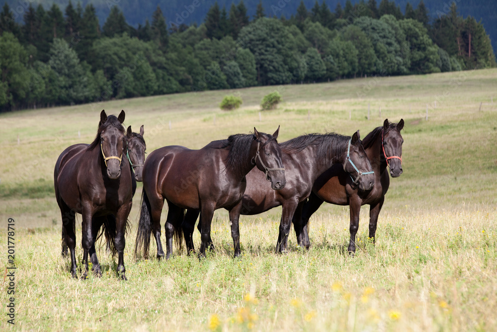 Portrait of nice black kladrubian horses Portrait of nice black kladrubian horses
