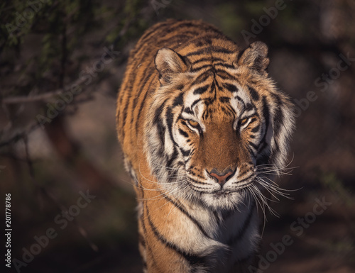 Portrait of a stalking tiger