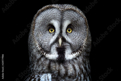 Great grey owl (Strix nebulosa) on black background