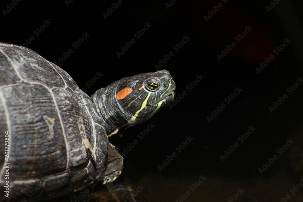 Isolated macro with black copy space of red eared slider turtle looking grumpy Isolated macro with black copy space of red eared slider turtle looking grumpy