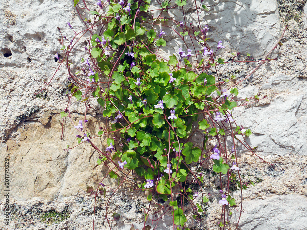 Fototapeta premium green plant growing through brick wall