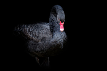 Acrylglasbilder Schwan Australischer Trauerschwan vor schwarzem Hintergrund  © Lubos Chlubny