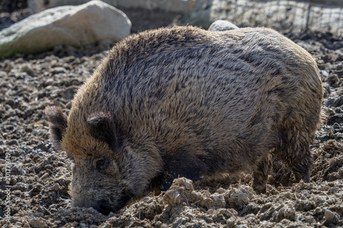 Wild boar (Sus scrofa) on the food search