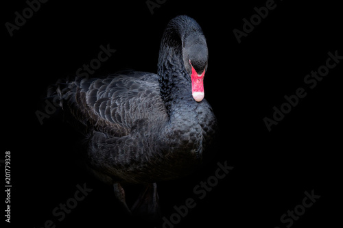 Canvas Print Black swan on black background (Cygnus atratus)