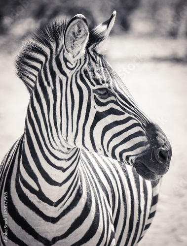 Headshot profile portrait of a zebra in black and white