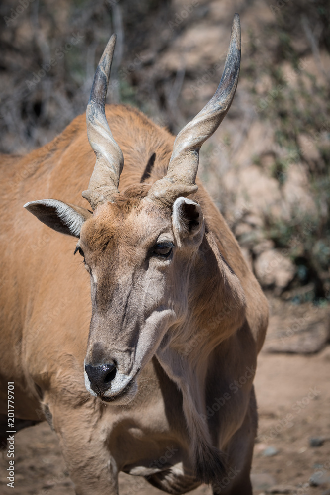 Eland, largest of the antelope and deer family