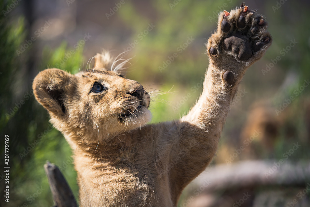 Fototapeta premium African lion cub doing a 