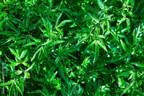 green leaves texture. Leaves texture background