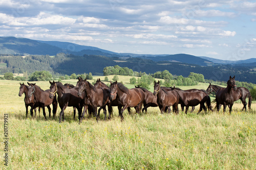 Foto Portrait of herd black kladrubian horses