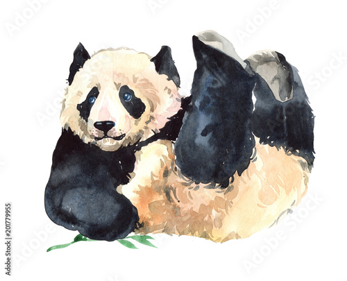 Watercolor panda bear animal illustration isolated on white background photo