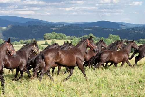 Running herd of black kladrubian horses