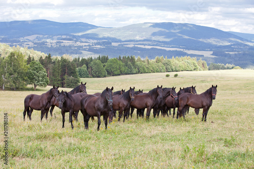 Portrait of herd black kladrubian horses