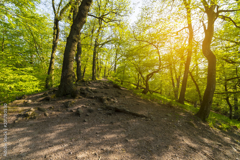 Beautiful spring forest at middle of Europe. Green Forest Park at morning. Beautiful spring forest at middle of Europe. Green Forest Park at morning.