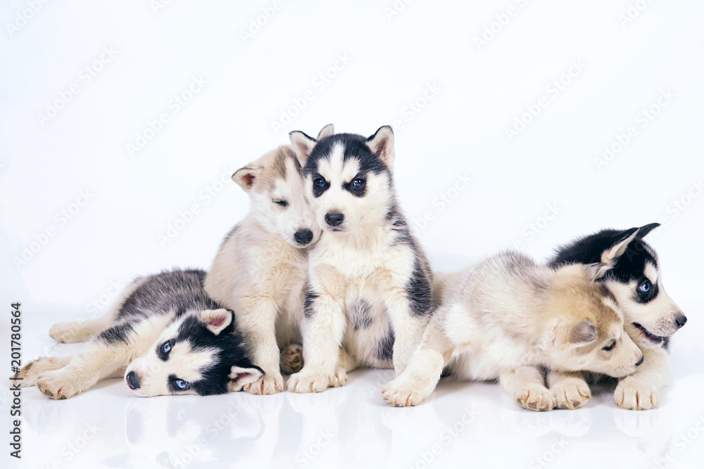 Five adorable Siberian Husky puppies posing together indoors on a white background