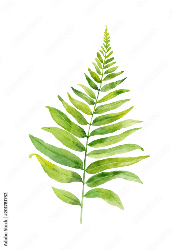 Watercolor hand painted leaf of fern plants on white background Watercolor hand painted leaf of fern plants on white background