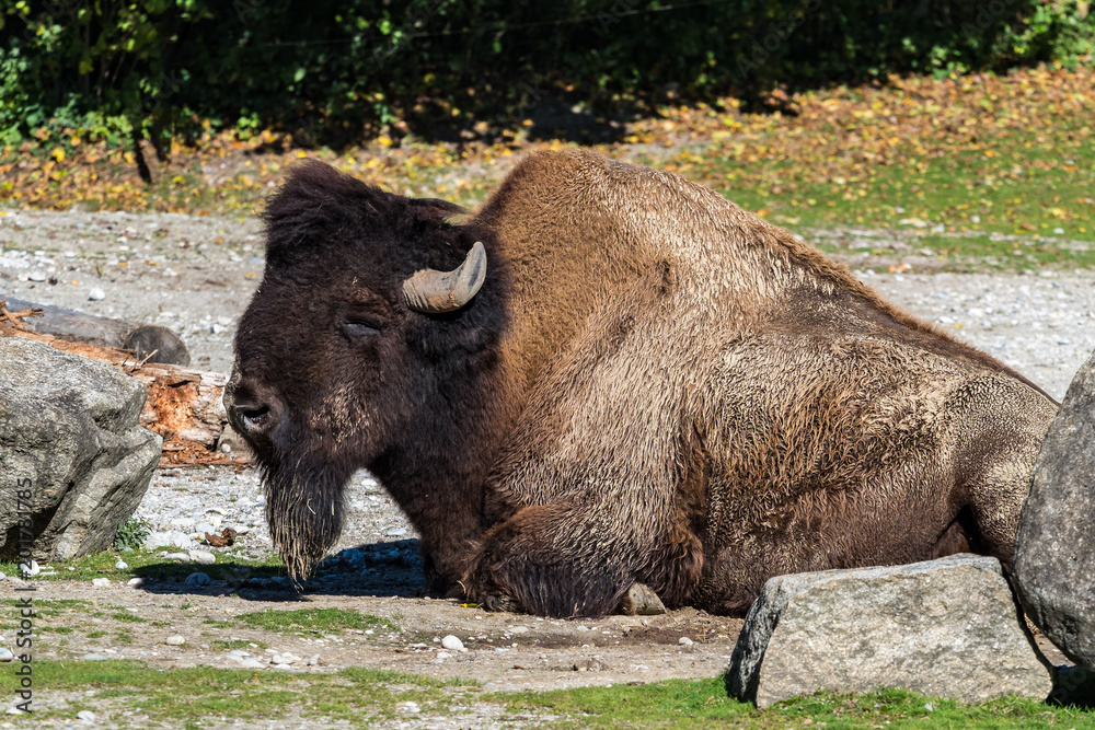 Waldbison - Bison bison athabascae Waldbison - Bison bison athabascae