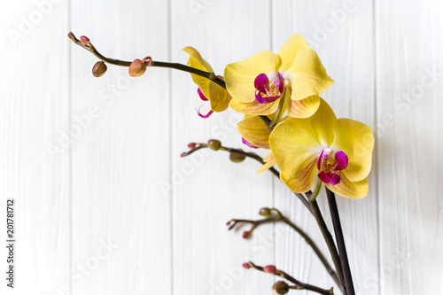 Fototapeta Naklejka Na Ścianę i Meble -  branch of yellow Orchid on white wooden background.