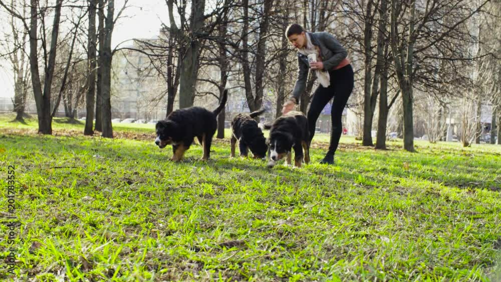 Legs of the woman playing with the bernese shepherd dog and her puppies in the park. Early spring, sunny day. Legs of the woman playing with the bernese shepherd dog and her puppies in the park. Early spring, sunny day.