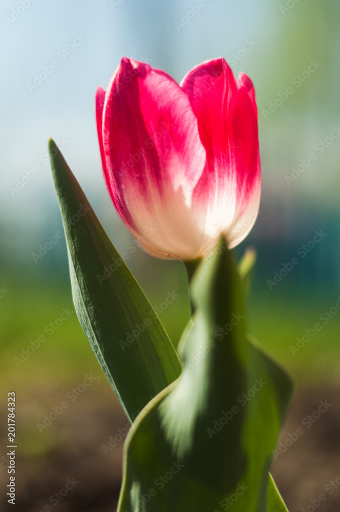 Naklejka premium Tulip Flower macro photography
