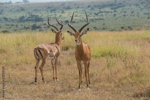 Impala in Nairobi National Park