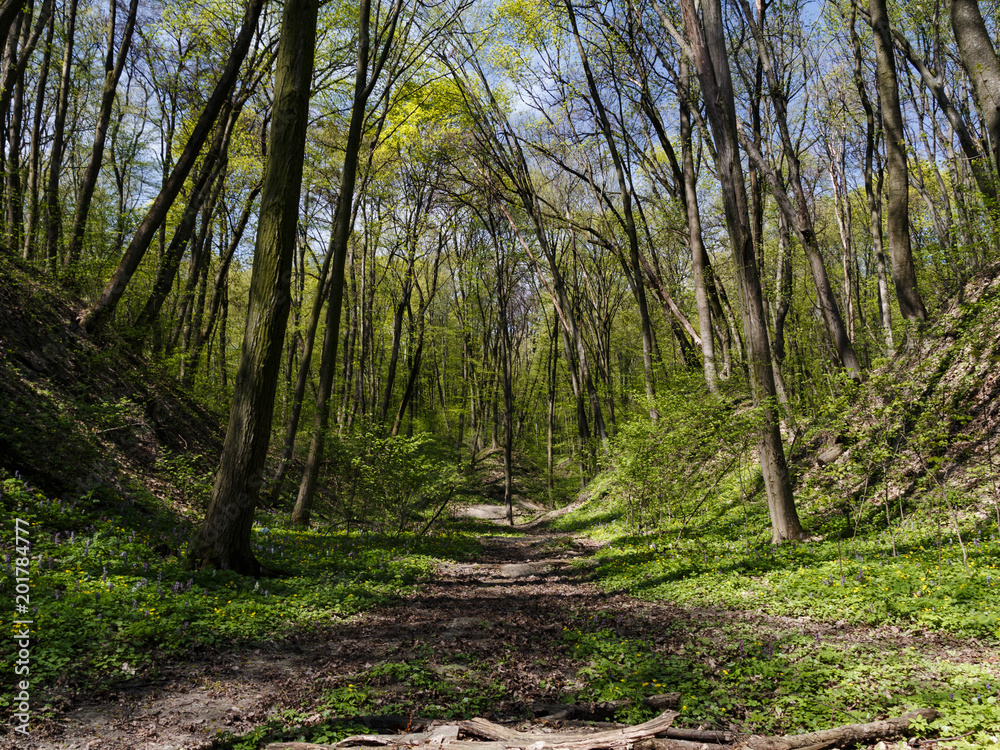 Beautiful trees spring forest sunny day blue sky Beautiful trees spring forest sunny day blue sky