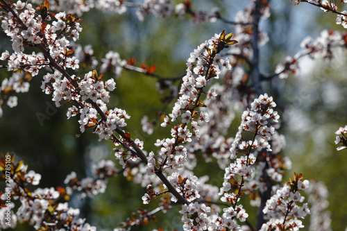 Sacura tree blossom in the park