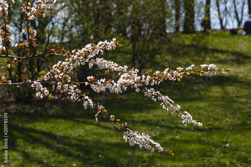Sacura tree blossom in the park