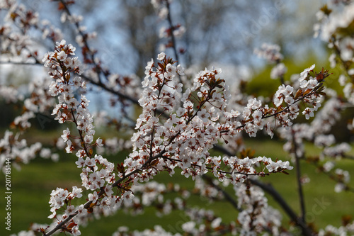 Sacura tree blossom in the park