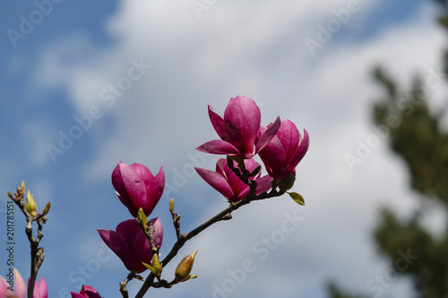 Beautiful spring bloom for magnolia trees pink flowers