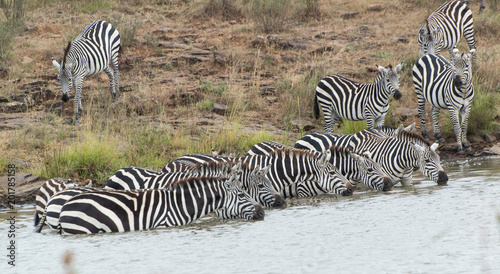 Herd of Zebra at the watering hole