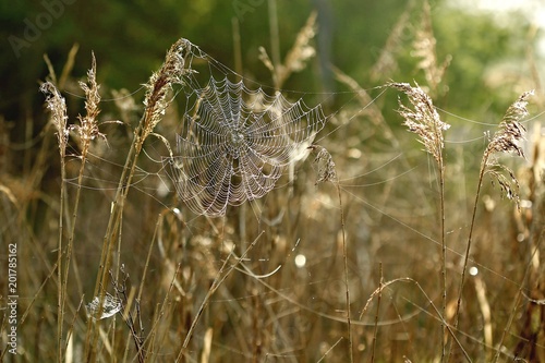 Wallpaper Mural Early spring morning picture of white spiderweb hanging on dry grass, covered with dew, water drops, blurry background, backlit by sun Torontodigital.ca