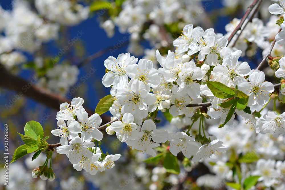 Obraz premium Sweet white flowers blooming cherry-tree, cherries in the spring garden. Blossoming fruit tree.