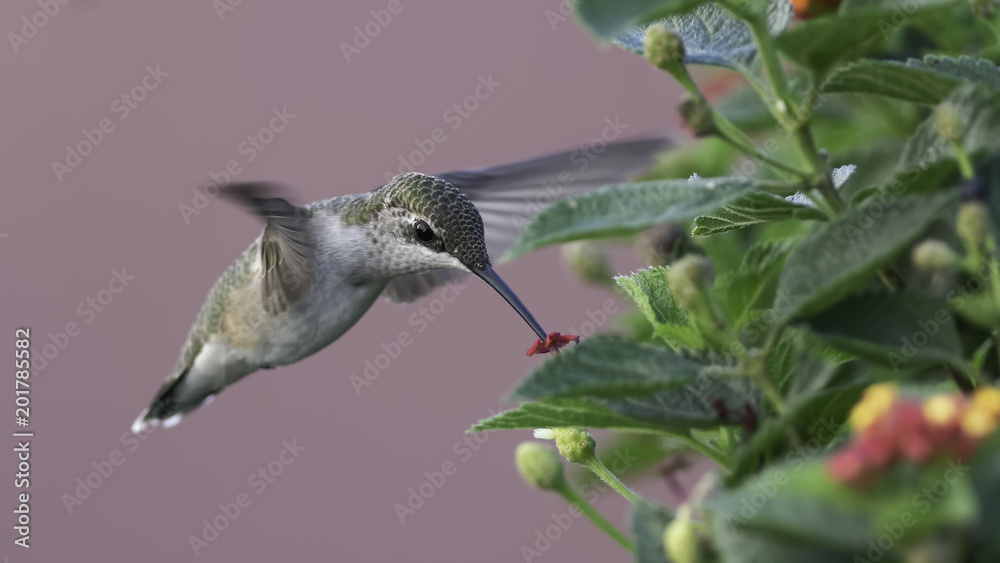 Obraz premium Every Single Flower