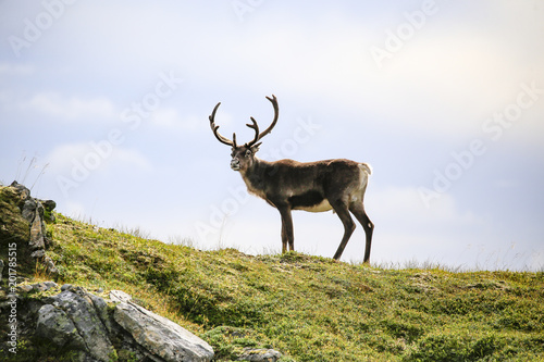 Reindeer in mountain pasture in Northern Norway © Gunnar E Nilsen