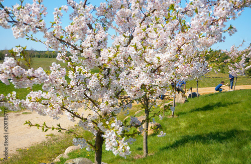 Beautiful Winding Cherry Blossom Lane. Sakura tree in spring. photo